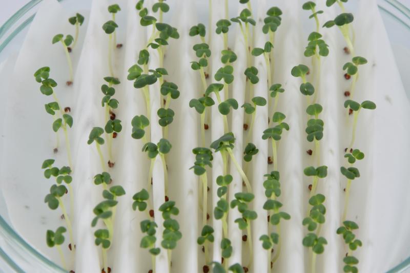 Petrischale mit weißem Faltenpapier, darin keimen kleine Kohle